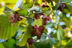 corylus-krasnaja-smolina