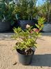FBB0839B-D542-4119-B0FF-0247F066